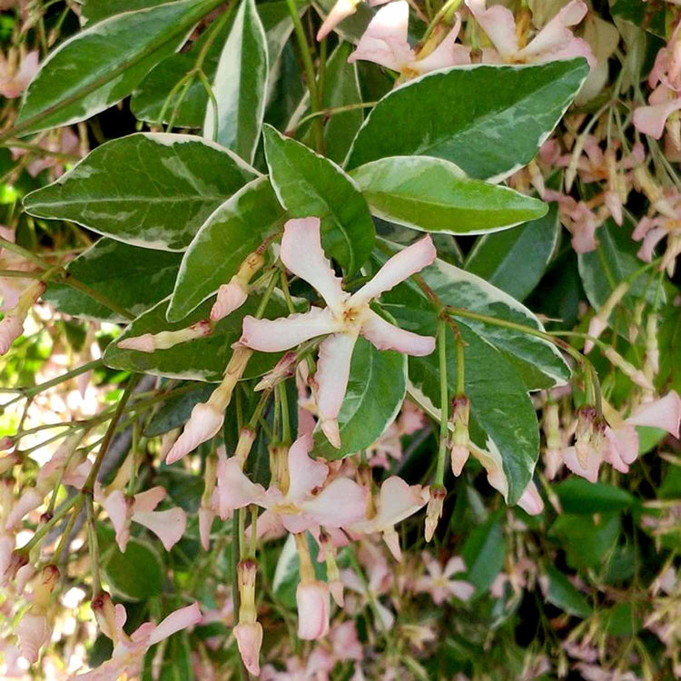 Star Jasmine Plant 'Star of Milano'