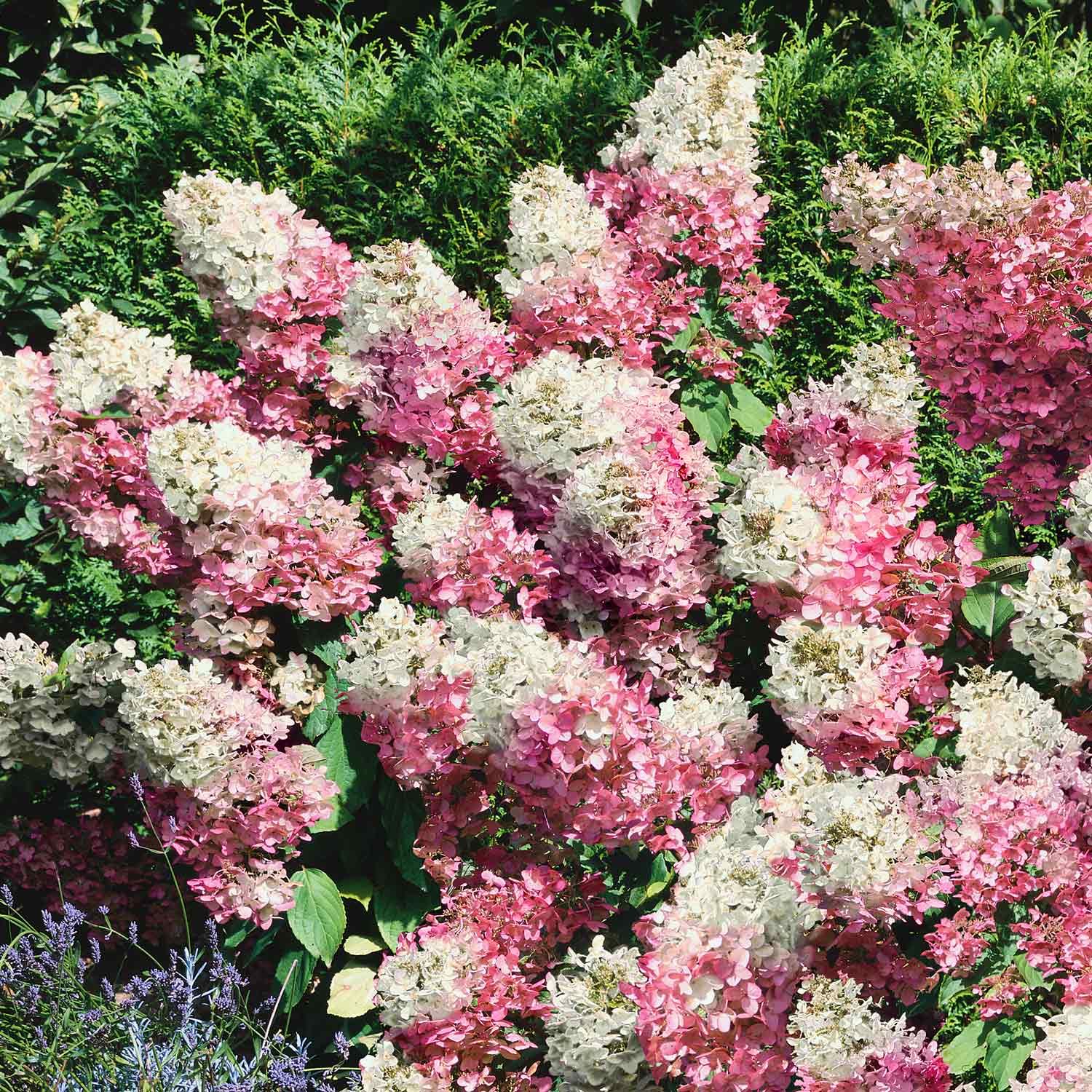 Hydrangea paniculata Plant 'Vanille-Fraise' | Marshalls Garden