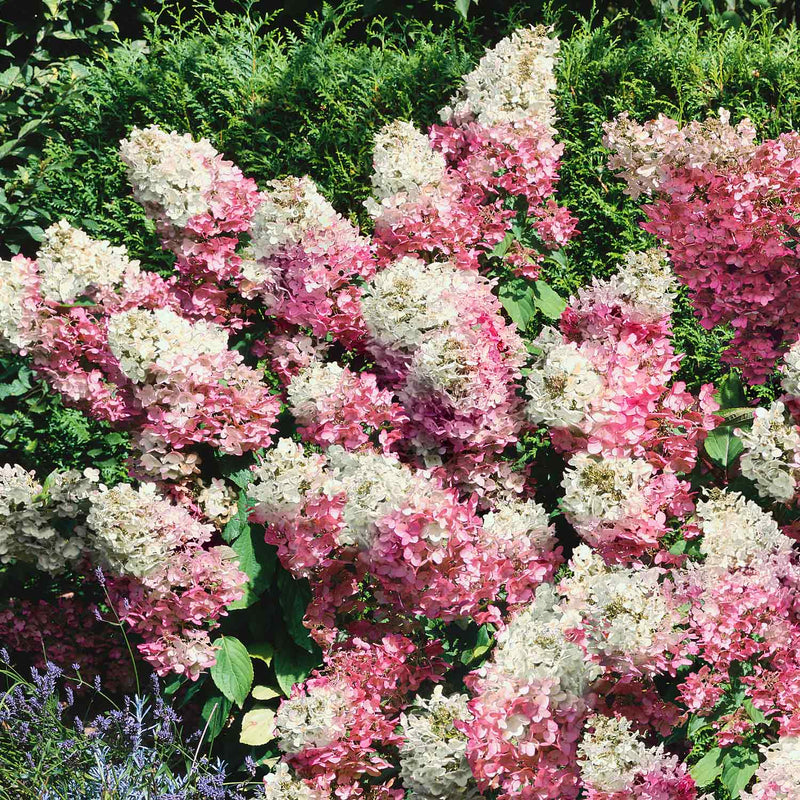 Hydrangea paniculata Plant 'Vanilla-Fraise'