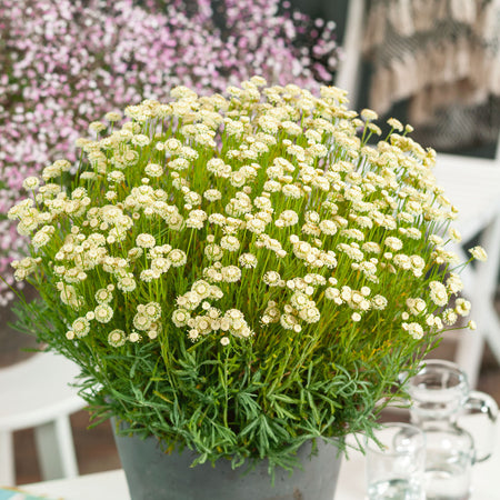 Santolina rosmarinifolia Plant 'Lemon Fizz'