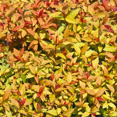 Spiraea Japonica Plant 'Firelight'