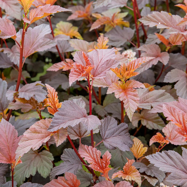 Physocarpus Plant 'Lady in Red'