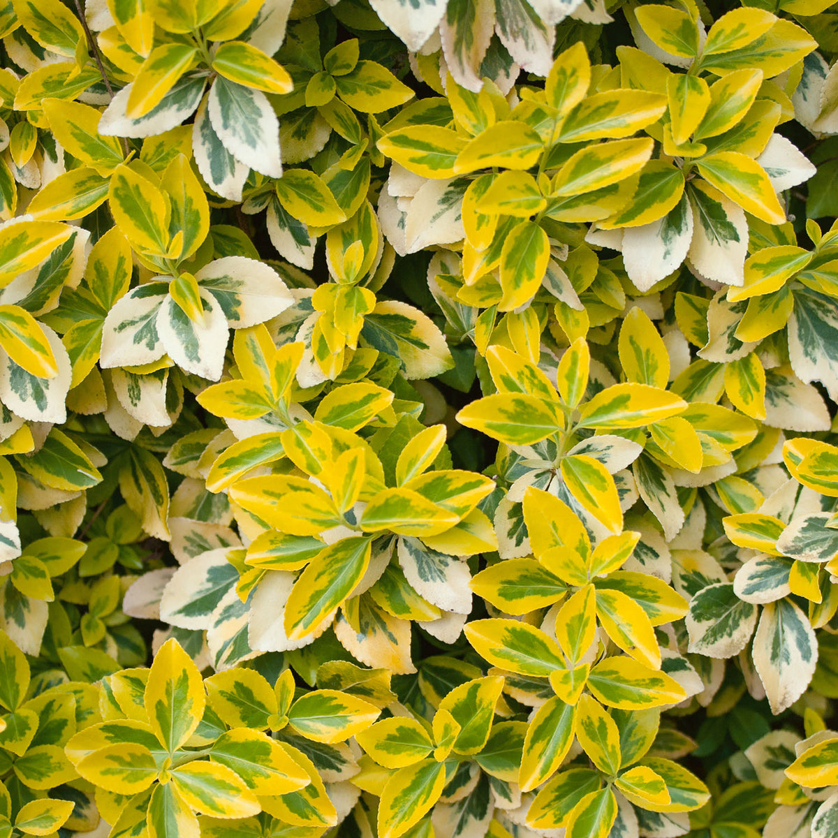 Euonymus fortunei 'Emerald 'n' Gold' - 3Ltr Plant | Buy Euonymus Plants ...