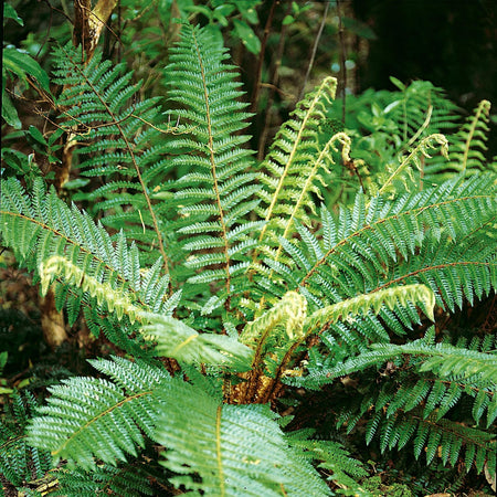 Japanese Lace Fern Plant