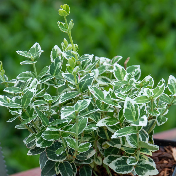 Euonymus Fortunei Plant 'Emerald Gaiety'