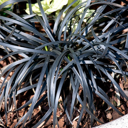 Ophiopogon Plant 'Planiscapus Nigrescens'