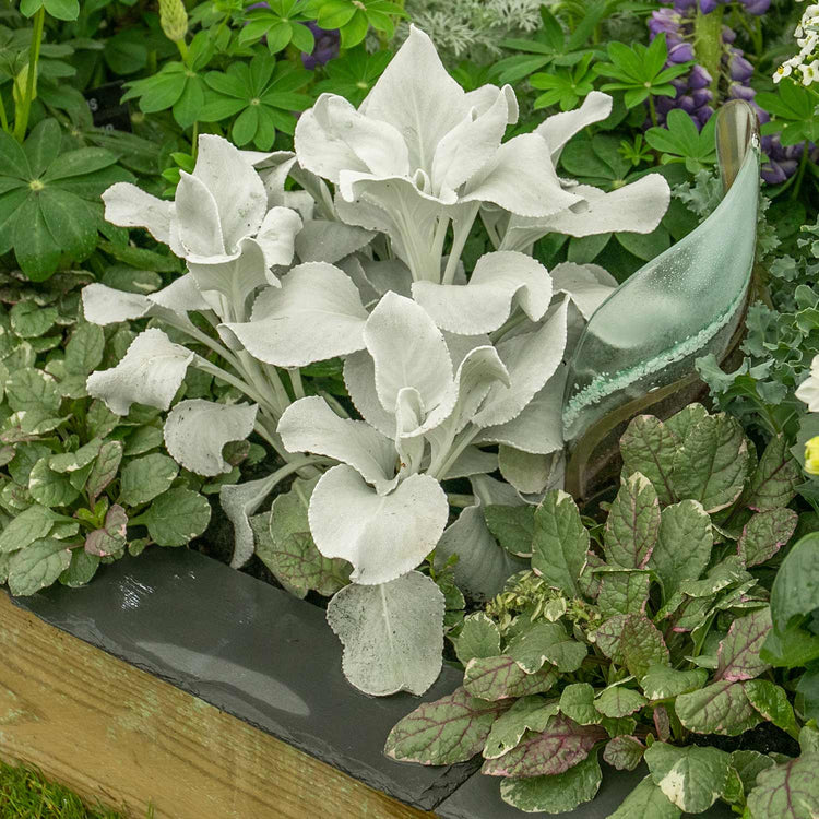 Senecio Plant 'Angel Wings'