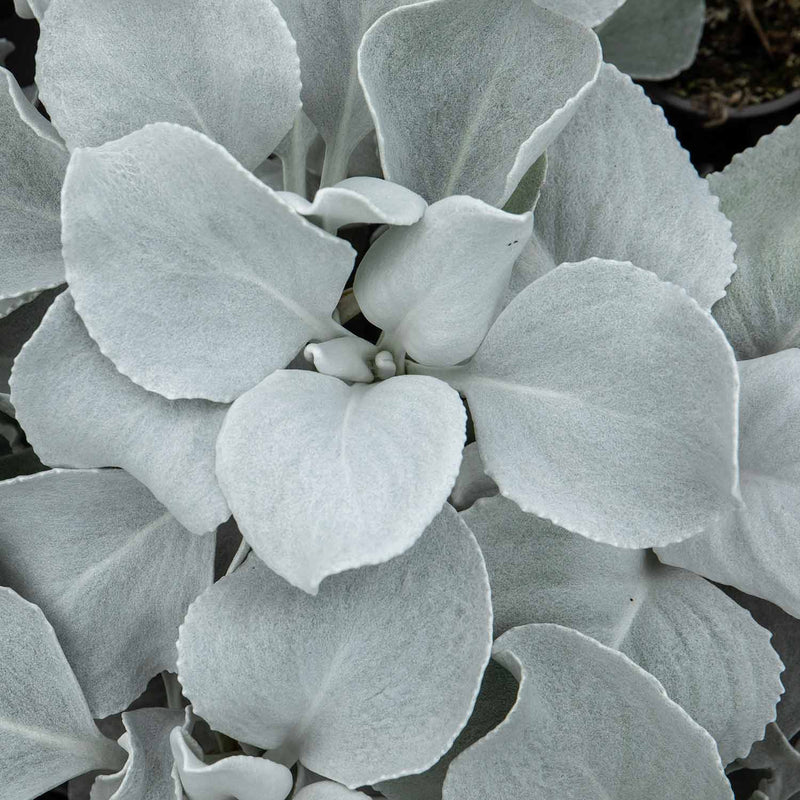 Senecio Plant 'Angel Wings'