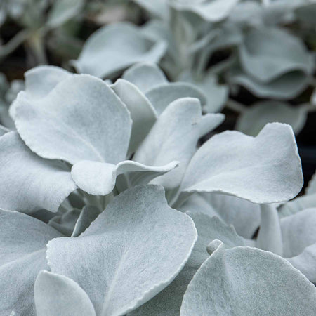 Senecio Plant 'Angel Wings'