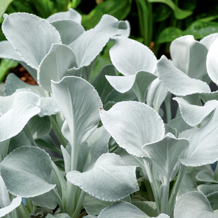 Senecio Plant 'Angel Wings'