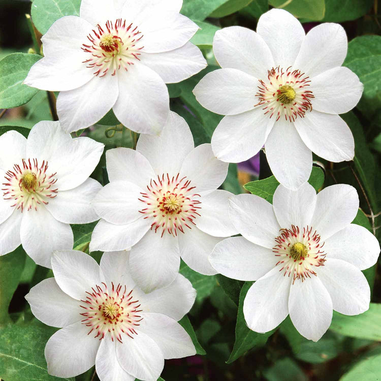 Clematis Plant 'Miss Bateman'