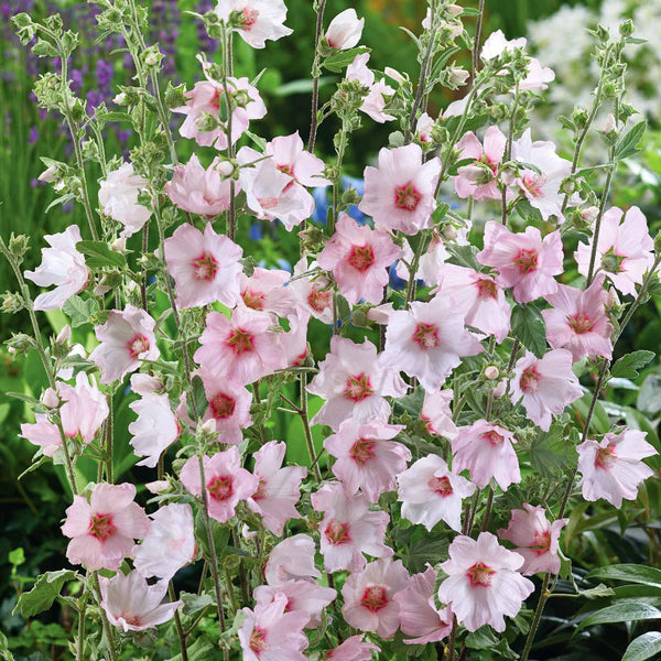 Lavatera Clementii Plant 'Barnsley Baby'