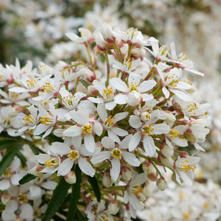 Choisya Plant 'White Dazzler'