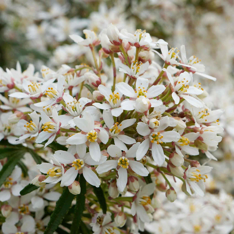 Choisya Plant 'White Dazzler'
