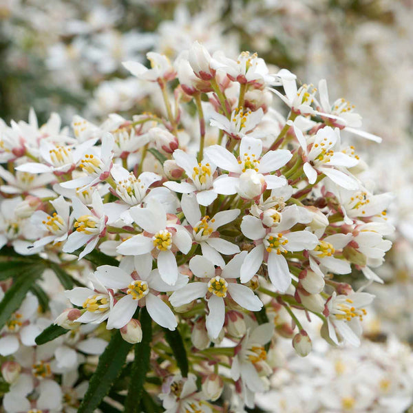 Choisya Plant 'White Dazzler'