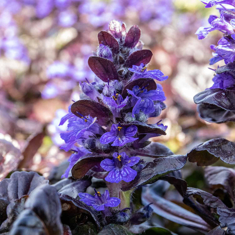 Ajuga Plant 'Reptans Black Scallop'