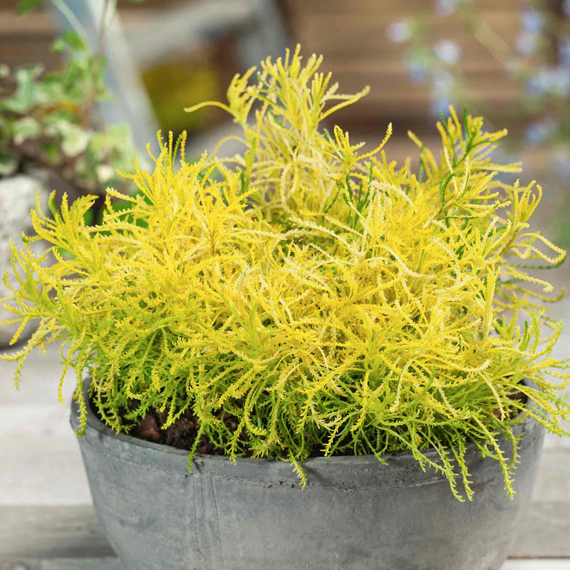 Santolina rosmarinifolia Plant 'Lemon Fizz'