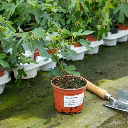 Fig Tree 'Little Miss Figgy'