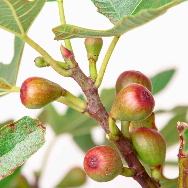 Fig Tree 'Little Miss Figgy'