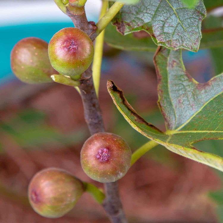 Fig Tree 'Little Miss Figgy'