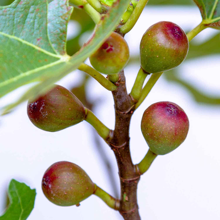 Fig Tree 'Little Miss Figgy'