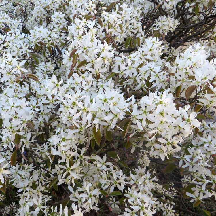 Amelanchier Plant 'Lamarckii'