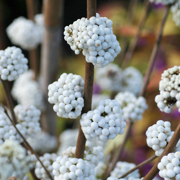 Callicarpa Bodinieri Plant 'Snowqueen'®