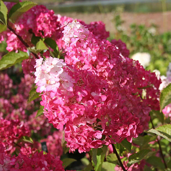 Hydrangea pan. Plant 'Fraise Melba'