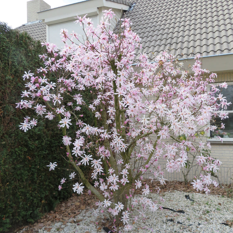 Magnolia Plant 'Leonard Messel'