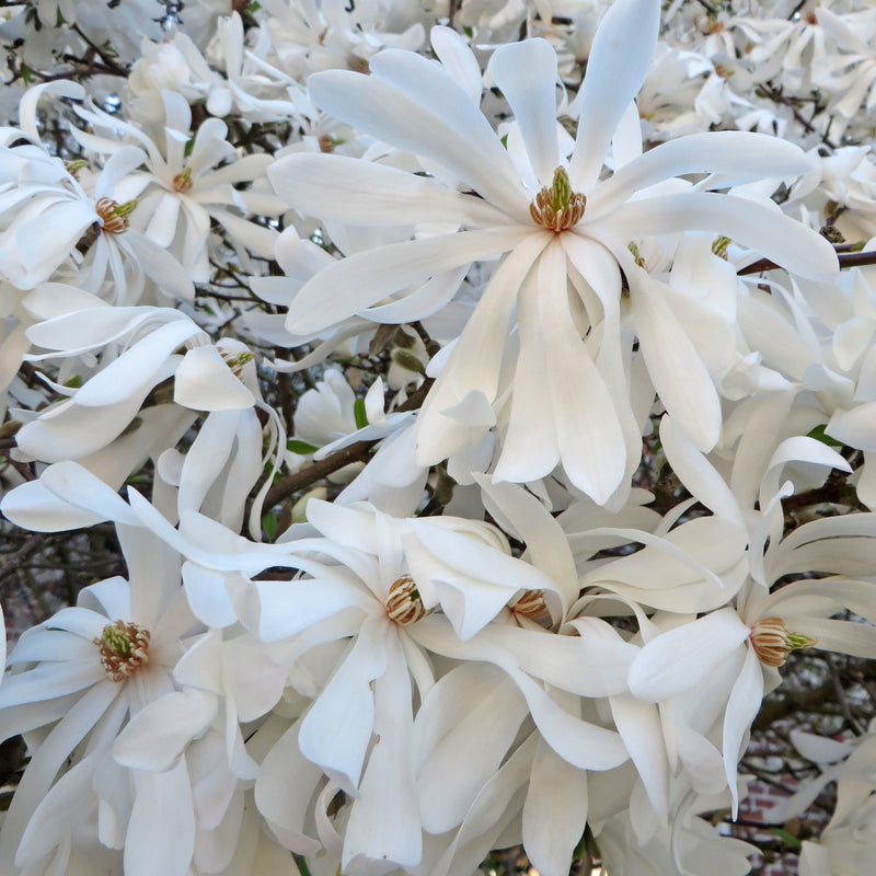 Magnolia Stellata Plant 'Royal Star'