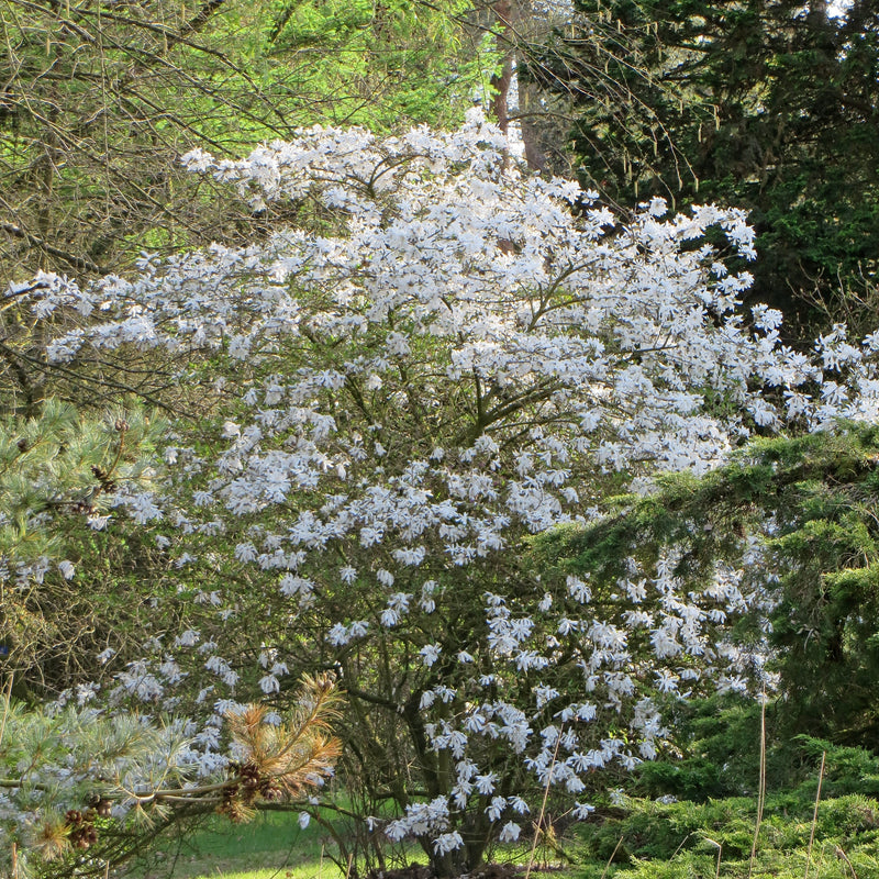 Magnolia Stellata 'Royal Star'