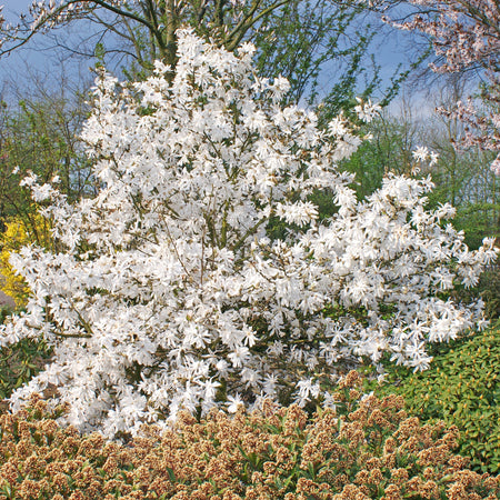 Magnolia Stellata Plant 'Royal Star'