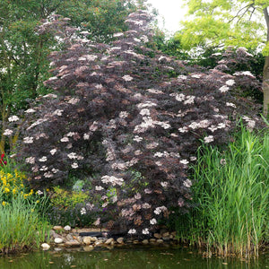 Sambucus nigra on sale black lace