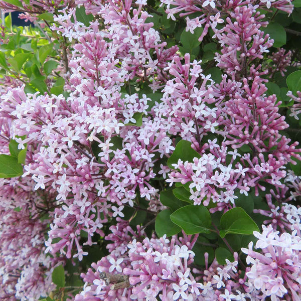 Syringa microphylla Plant 'Superba'