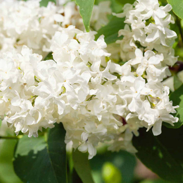 Syringa Plant 'Primrose'