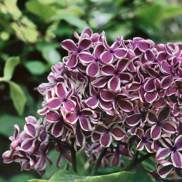 Syringa Plant 'Sensation'