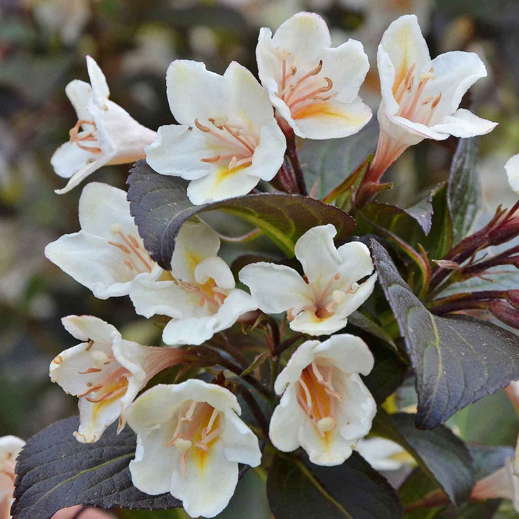 Marshalls Garden 'Nurseryman's Selection'