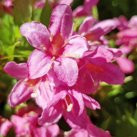 Weigela Picobella Plant 'Rosa'