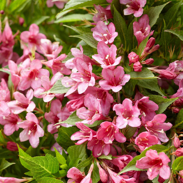 Weigela Picobella Plant 'Rosa'