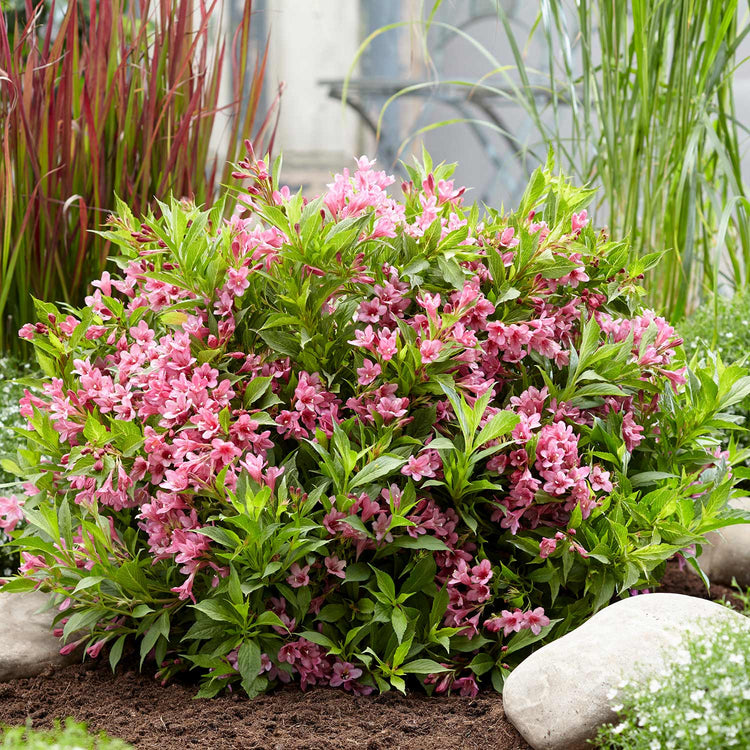 Weigela Picobella Plant 'Rosa'