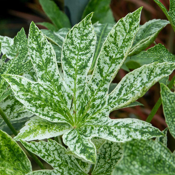 Fatsia Japonica Plant 'Spiders Web'