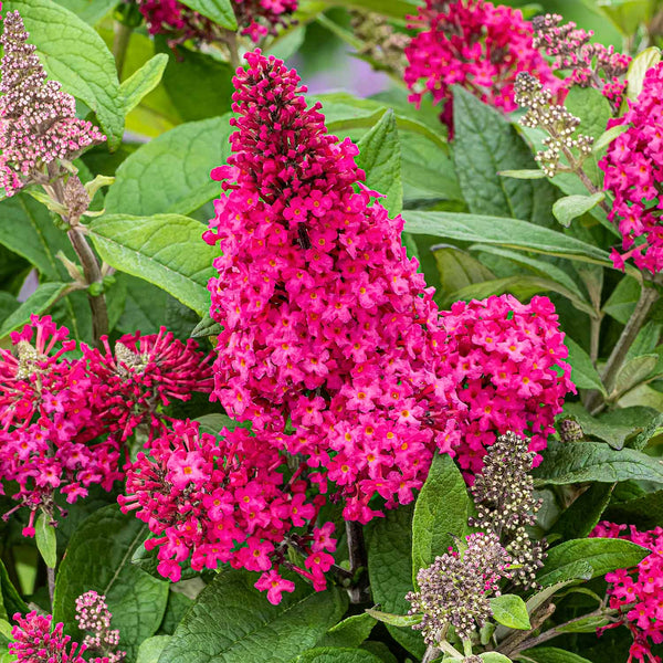 Buddleja Plant 'Butterfly Candy Little Ruby'