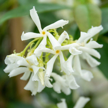 Star Jasmine Plant 'Star Jasmine'