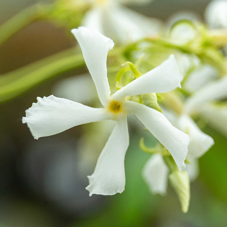 Star Jasmine Plant 'Star Jasmine'