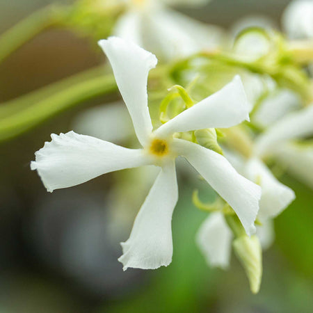 Trachelospermum Jasminoides (Star Jasmine) - 7.5Ltr Plant