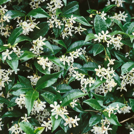 Trachelospermum Jasminoides (Star Jasmine) - 7.5Ltr Plant