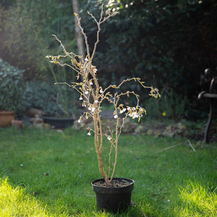 Flowering Cherry Tree 'Kojo No Mai'