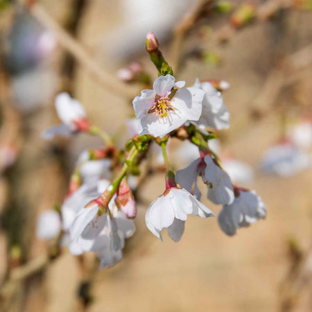 Flowering Cherry Tree 'Kojo No Mai'