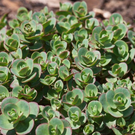 Marshalls Plant 'Alpine Selection'