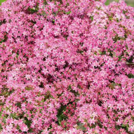 Marshalls Plant 'Alpine Selection'